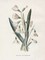 Snowdrop and Snowflake Poster Print by Gwendolyn Babbitt - Item # VARPDXBAB444